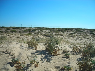 Ancão Dune